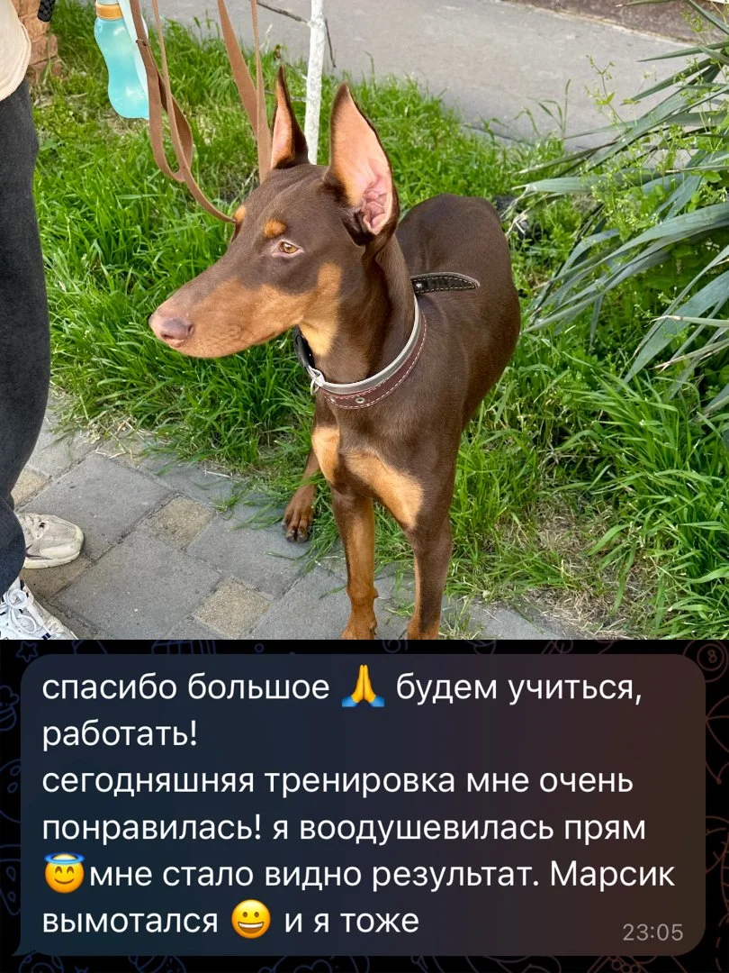 Кинолог, зоопсихолог / Дрессировка собак - миниатюра 8