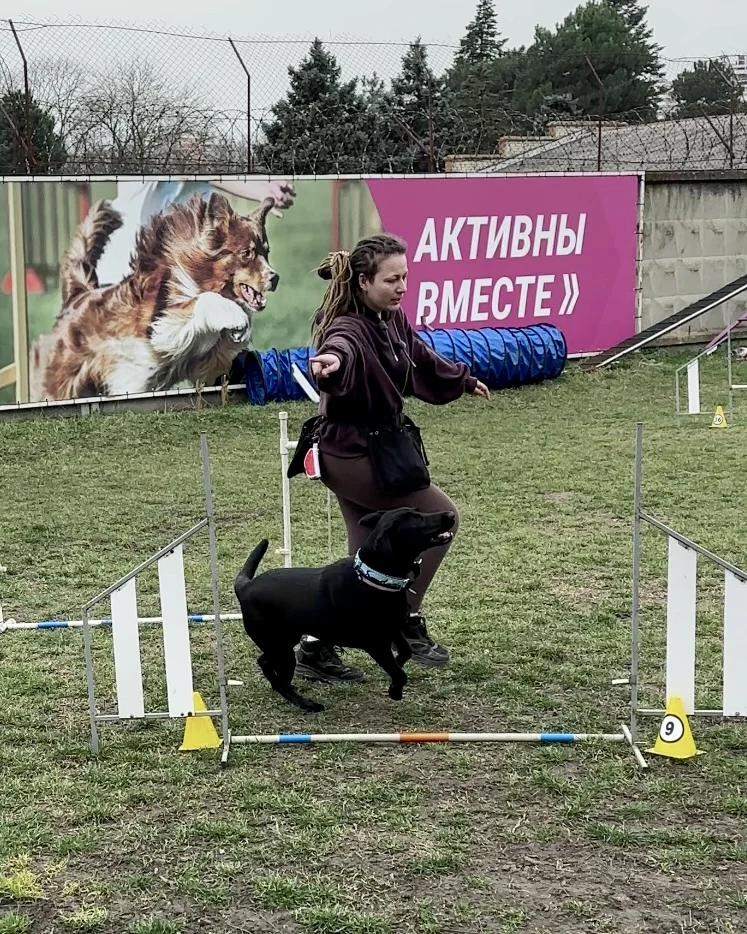 Кинолог, зоопсихолог / Дрессировка собак - миниатюра 3