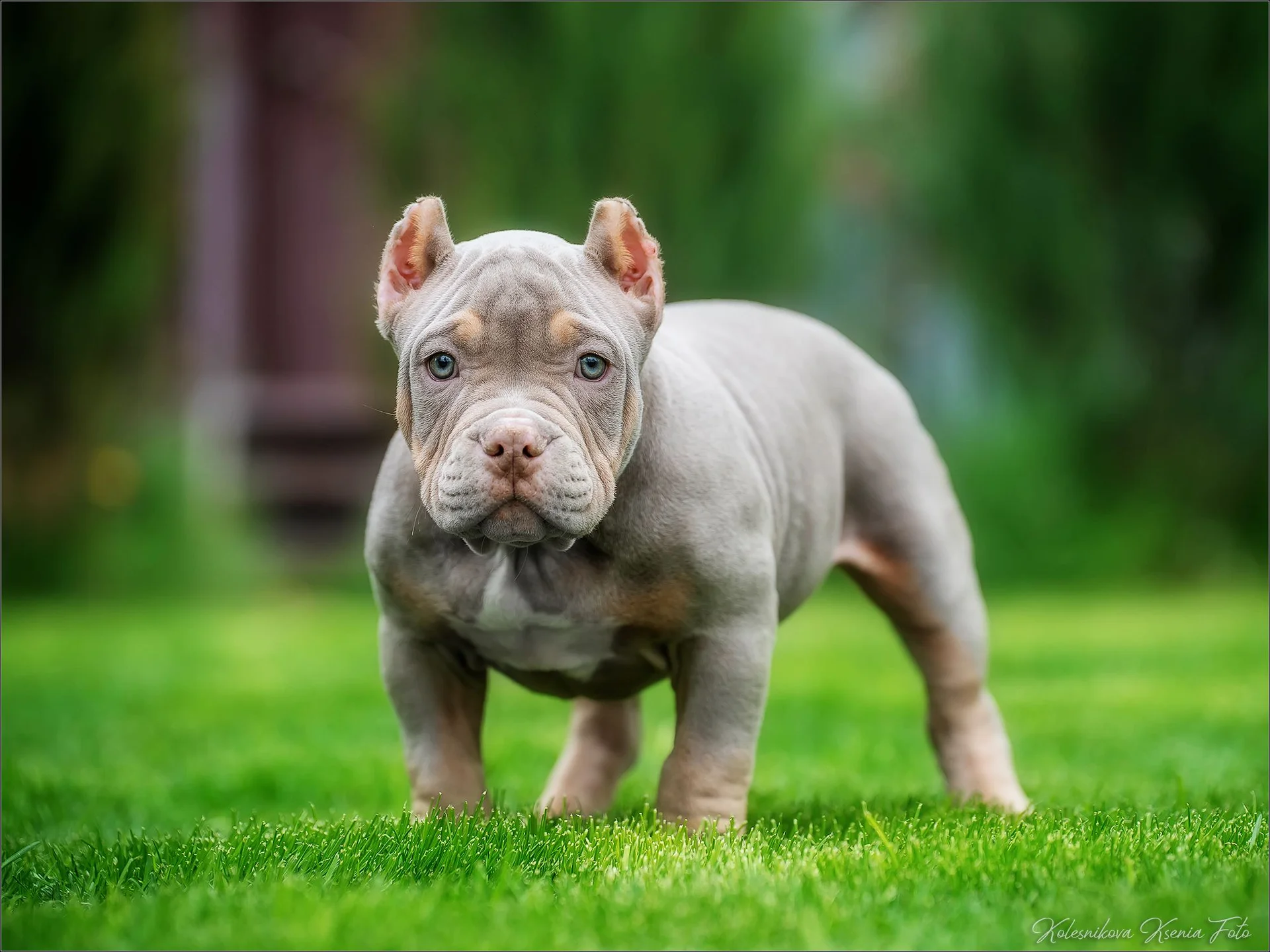 Американский булли - миниатюра 2