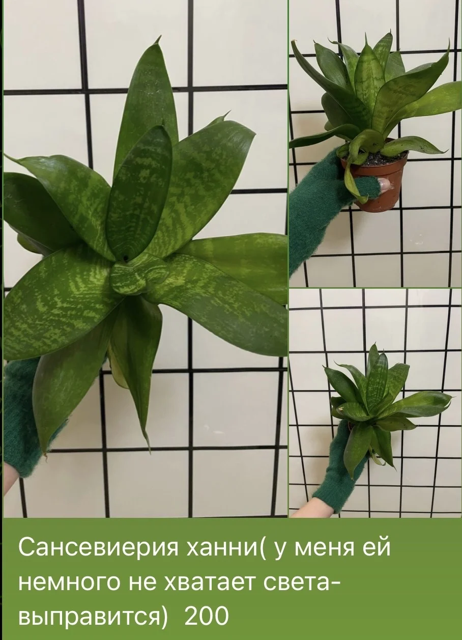 Сансевиерия ханни - изображение 1