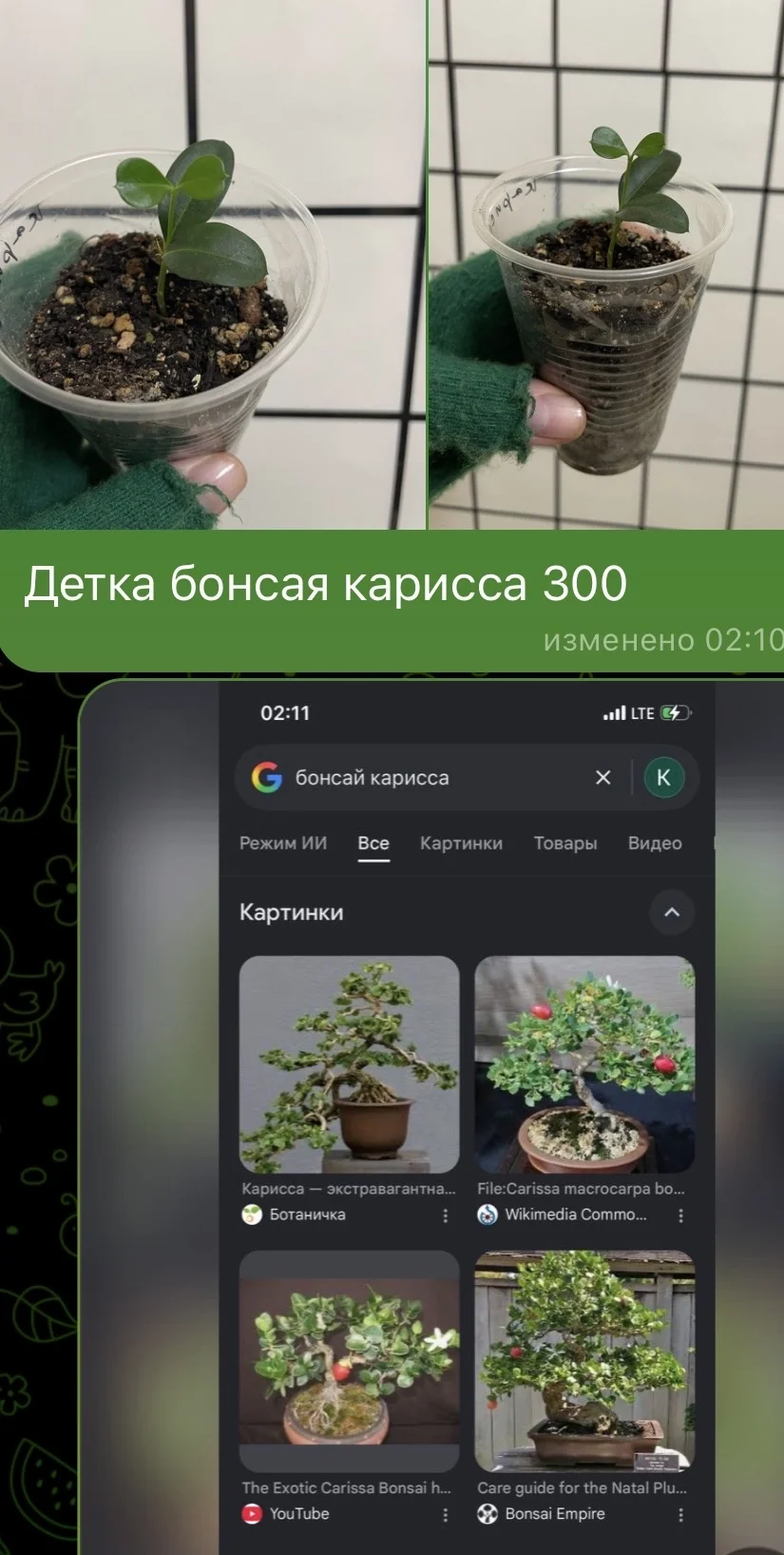 Бонсай карисса - изображение 1