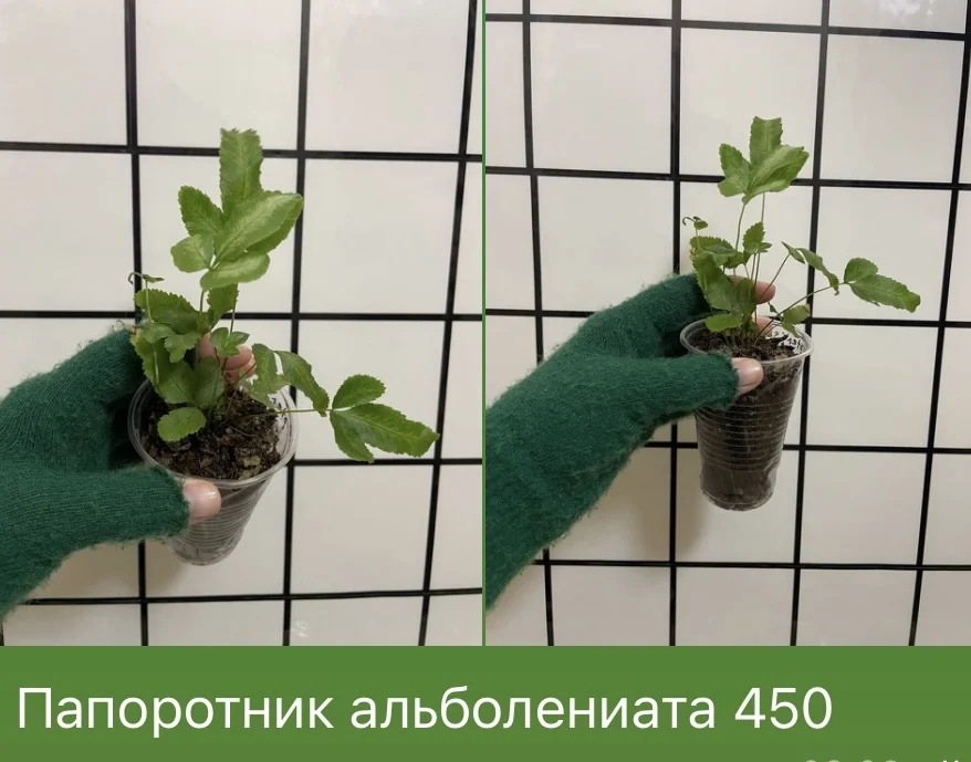 Папоротник альболениата - изображение 1