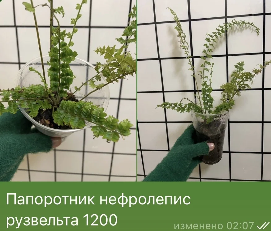 Папоротник нефролепис рузвельта - изображение 1