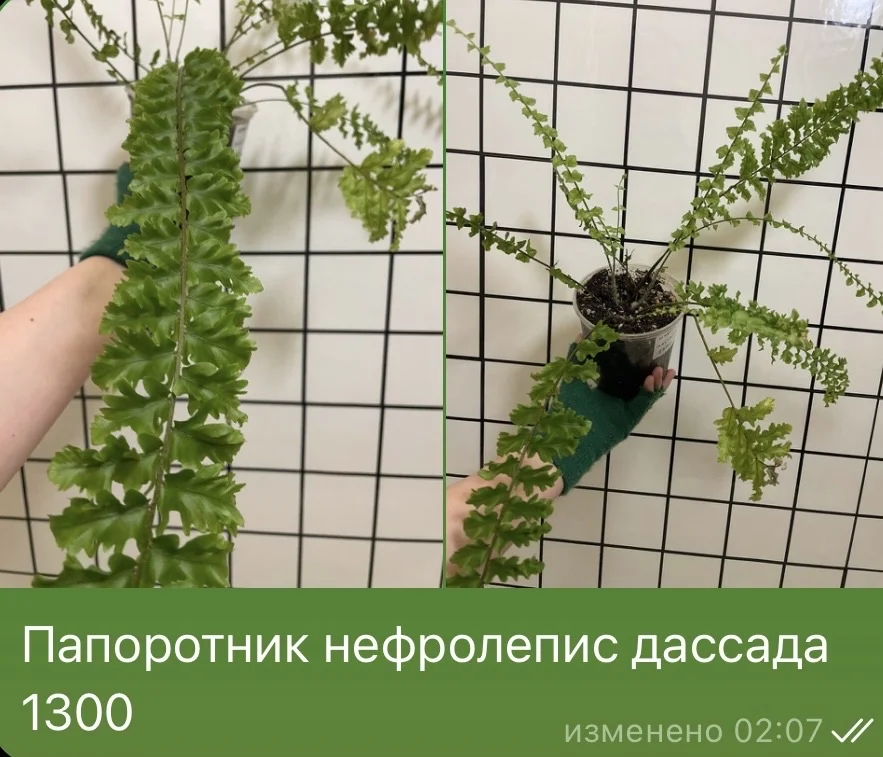 Папоротник нефролепис дассада - изображение 1