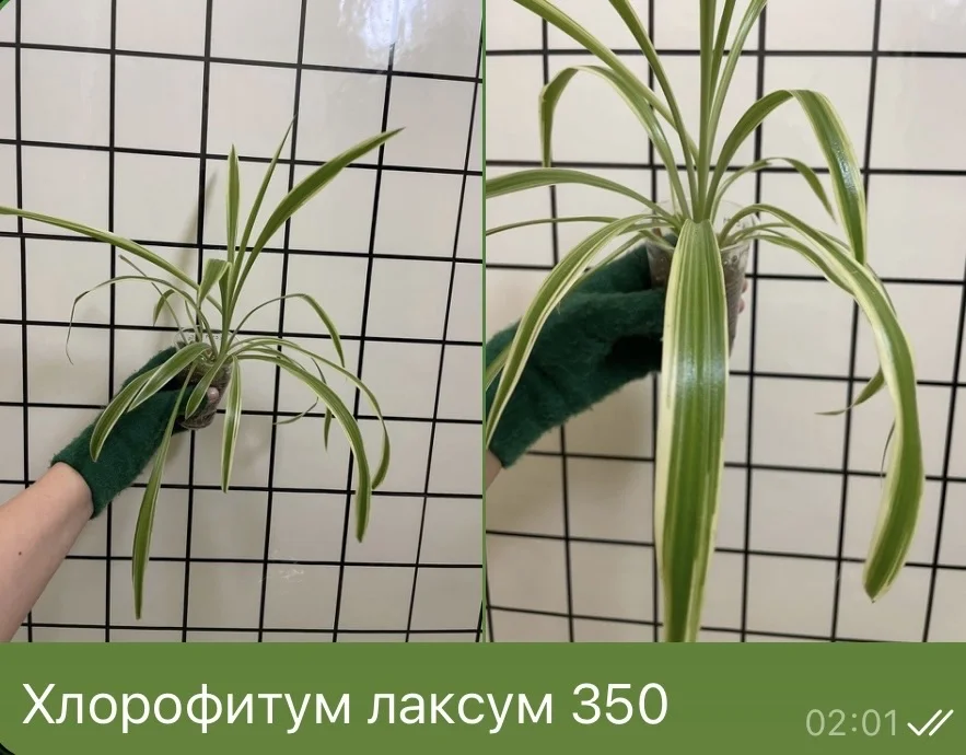 Хлорофитум лаксум - изображение 1