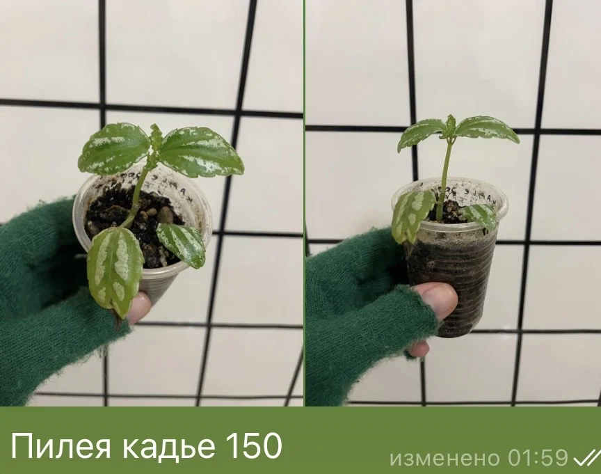 Пилея кадье - изображение 1