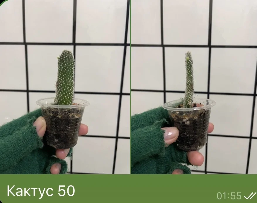 Кактус - изображение 1