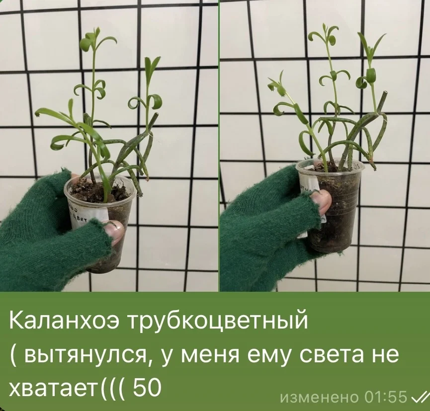 Каланхоэ трубкоцветный - изображение 1