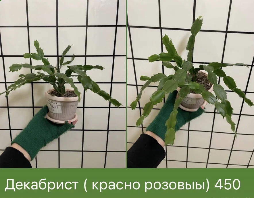 Декабрист - изображение 1