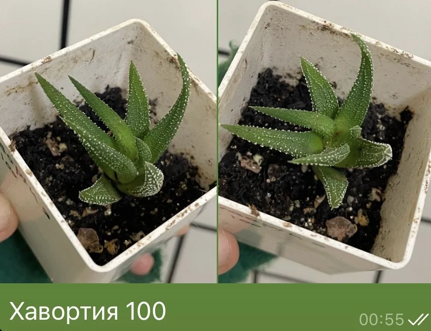 Хавортия - изображение 1