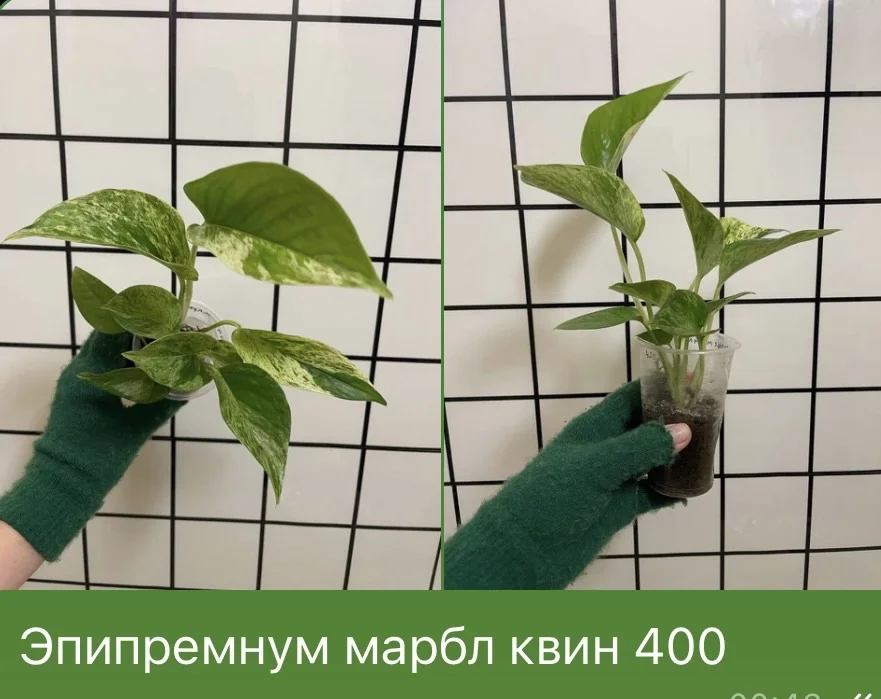 Лиана Эпипремнум марбл квин - изображение 1