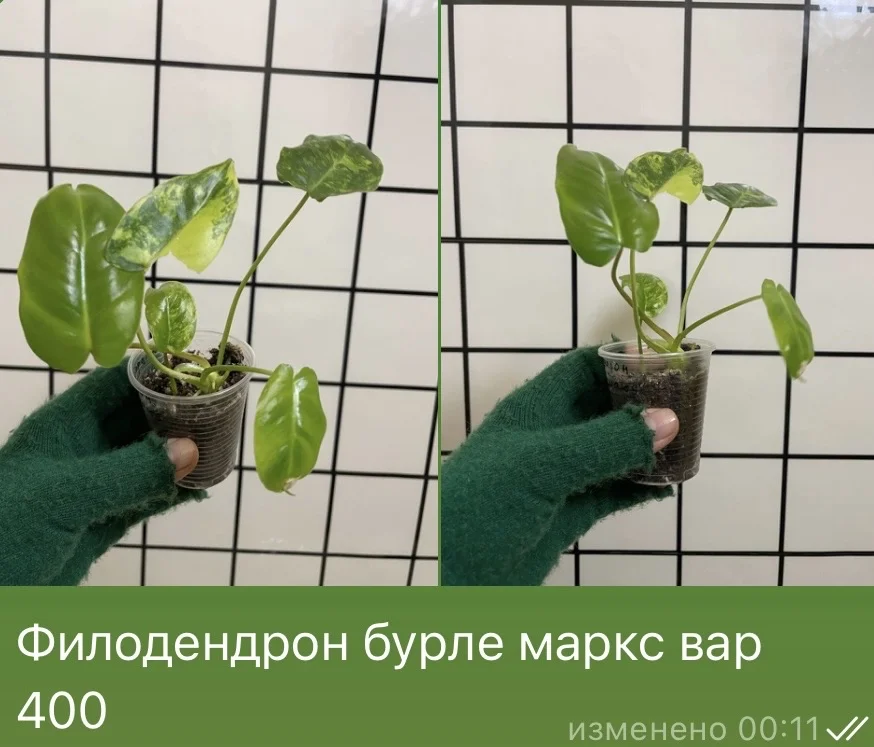 Филодендрон бурле макрс вар - изображение 1