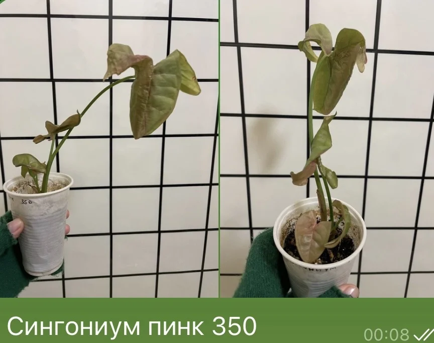 Сингониум пинк