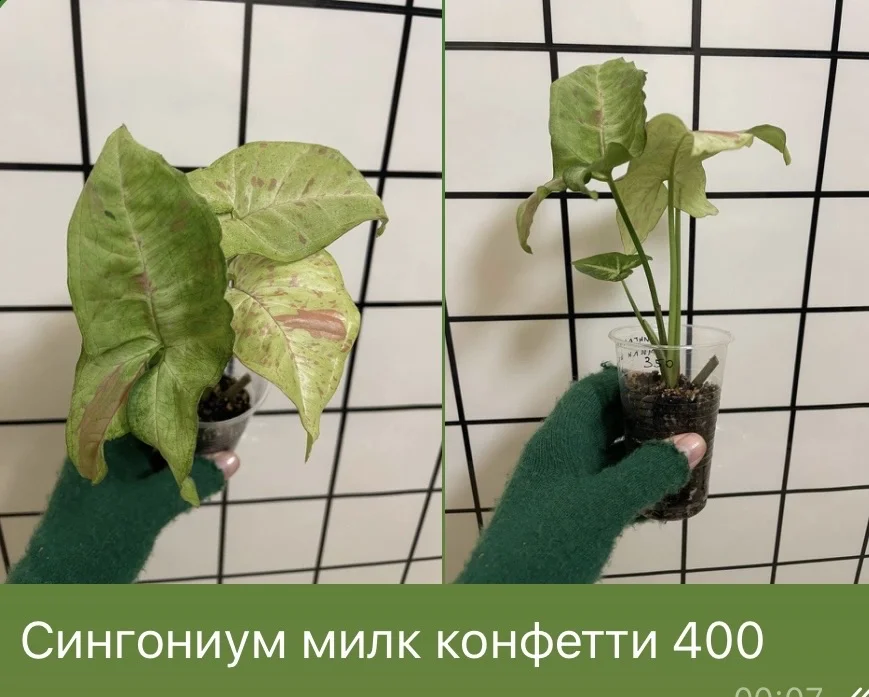 Сингониум милк конфетти - изображение 1