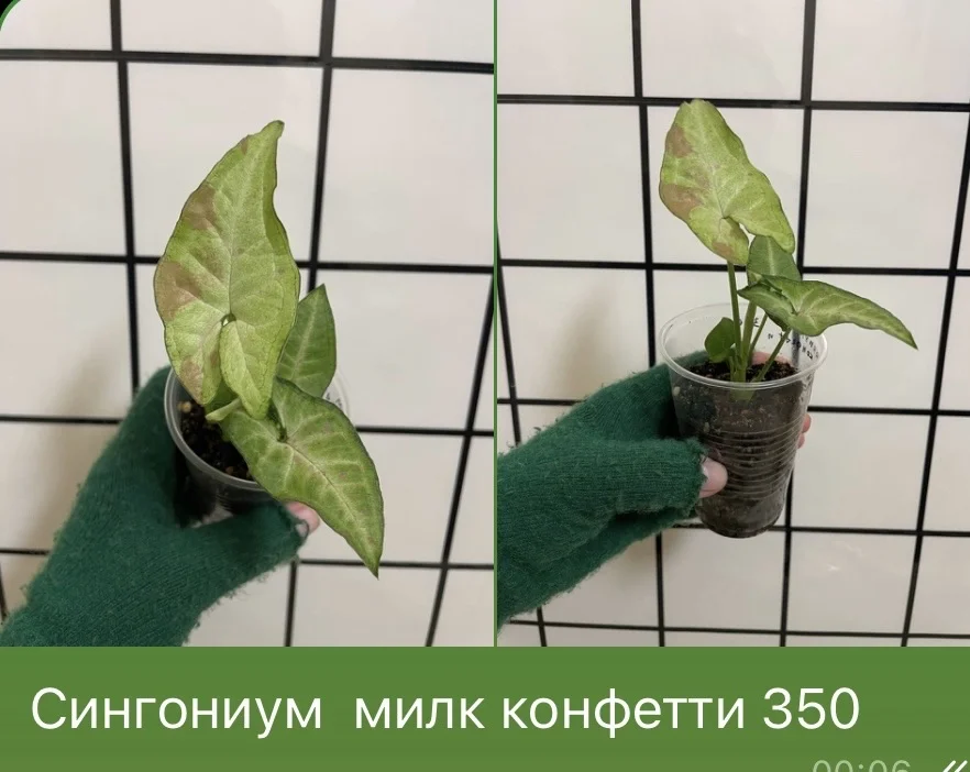 Сингониум сортовой милк конфетти