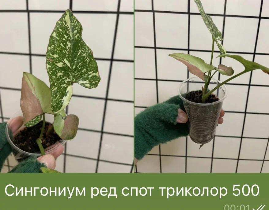 Сингониум ред спот триколор - изображение 1