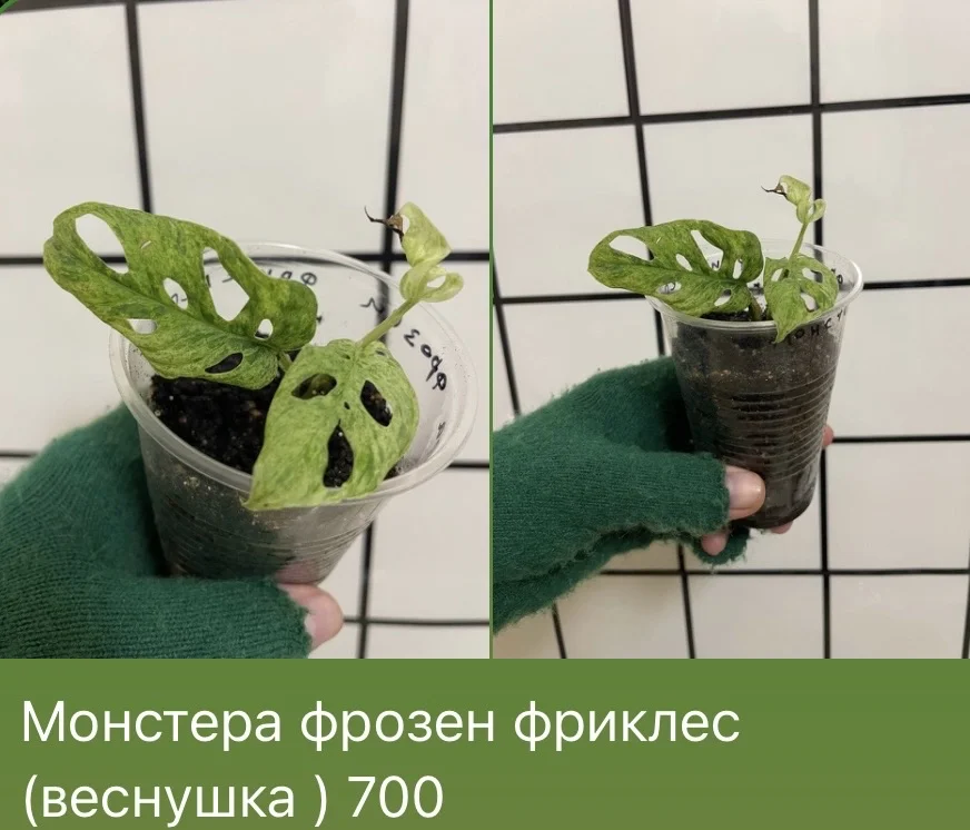 Монстера фрозен фриклес ( веснушка) - изображение 1