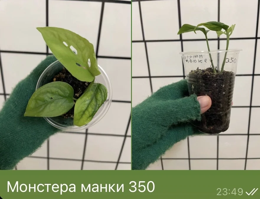 Монстера манки - изображение 1