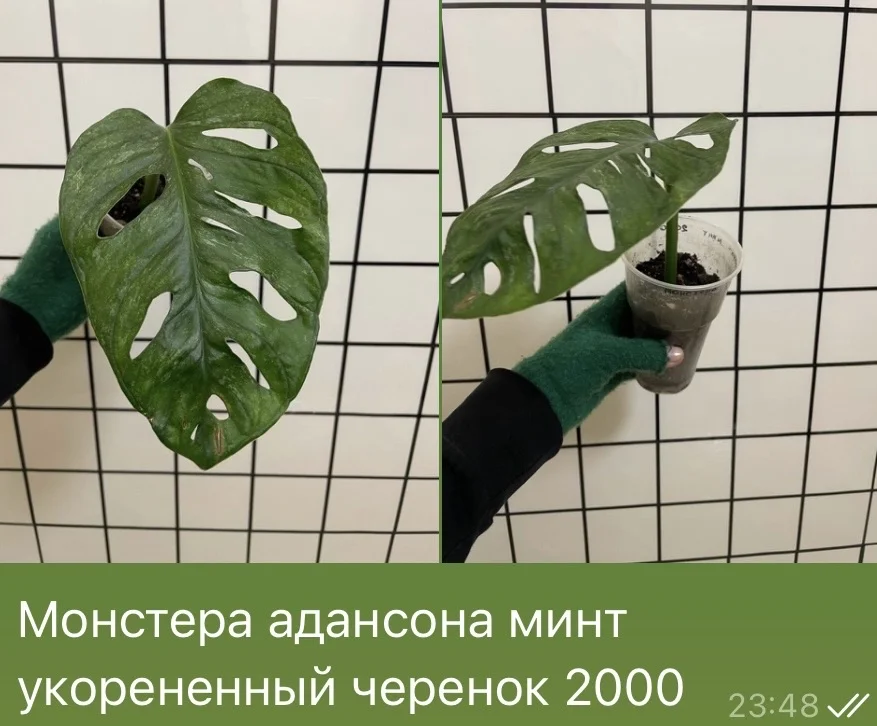 Монстера адансона минт - изображение 1