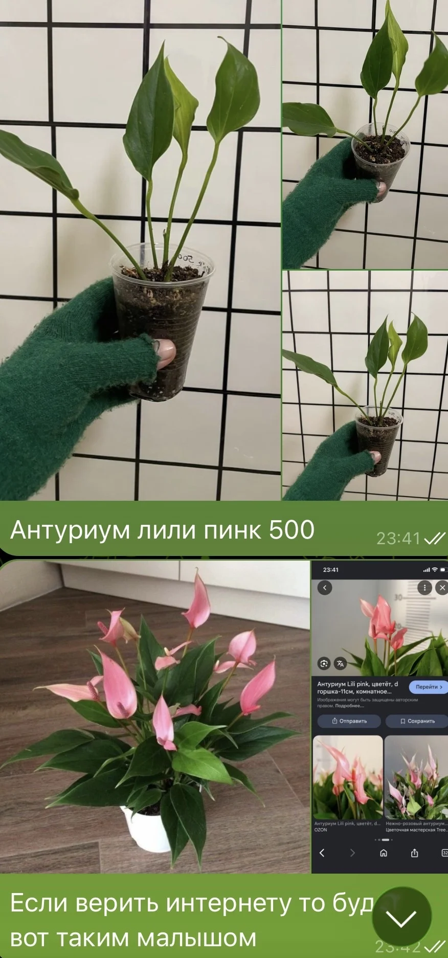 Антуриум лили пинк - изображение 1