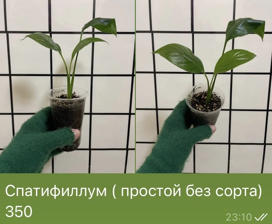 Спатифиллум - изображение 1