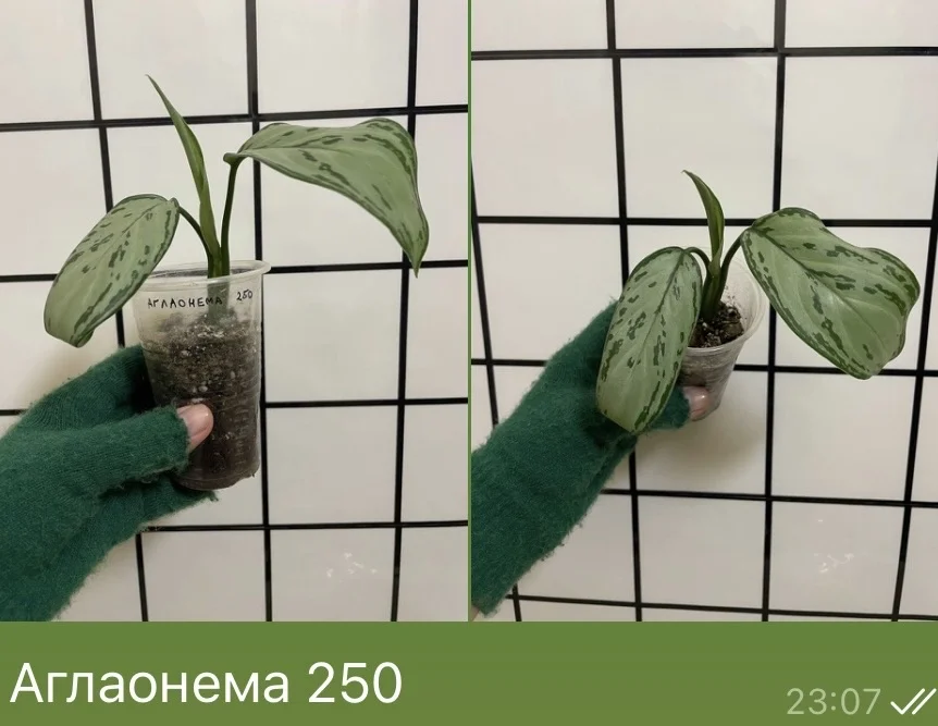 Аглаонема - изображение 1