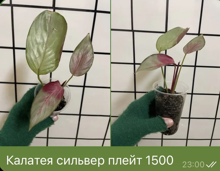 Калатея сильвер плейт - изображение 1