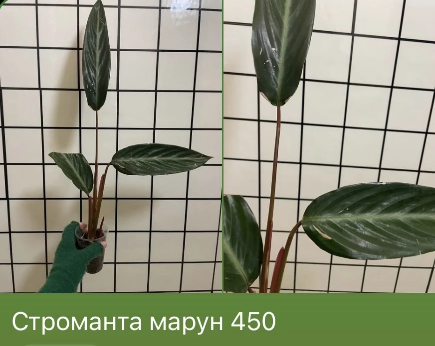 Строманта марун