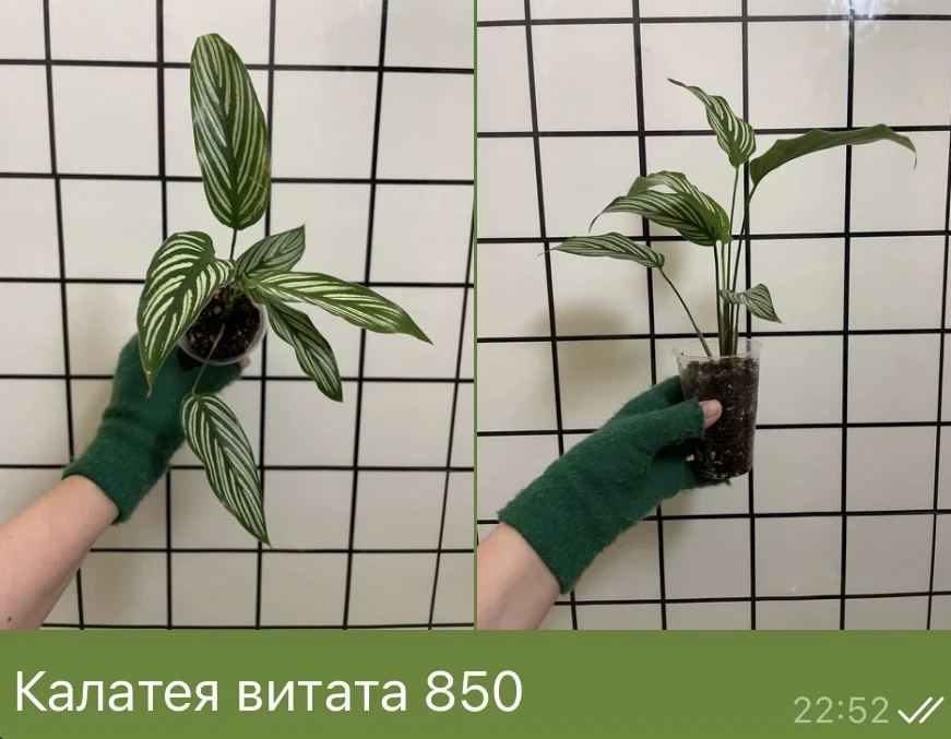 Калатея витата - изображение 1