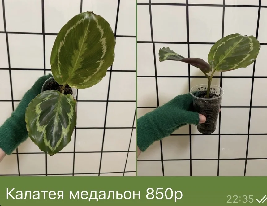 Калатея медальон - изображение 1
