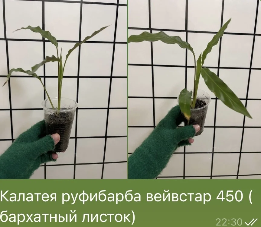 Калатея руфибарба вейвстар - изображение 1