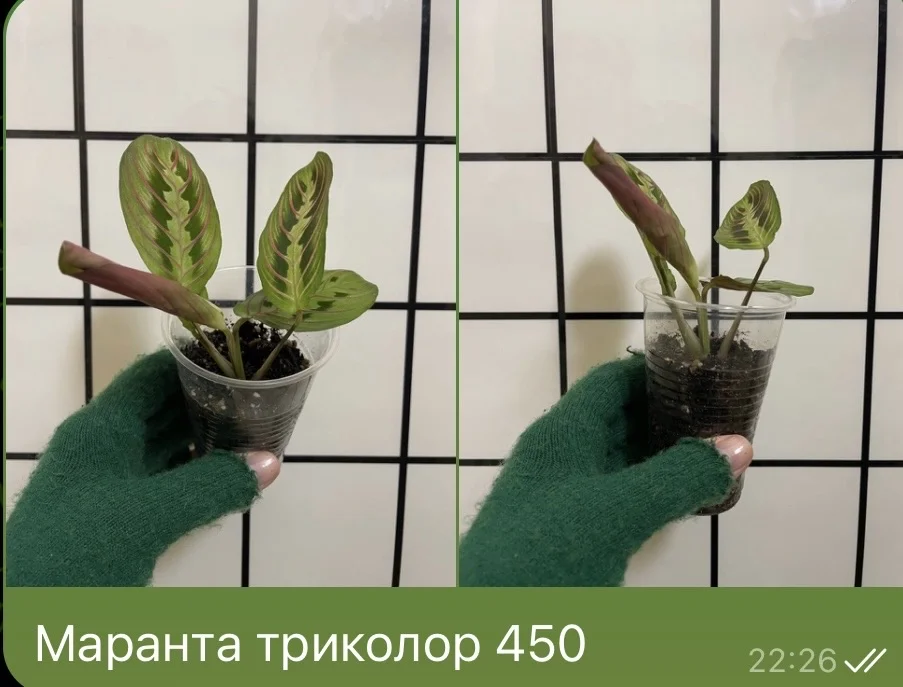 Маранта триколор - изображение 1