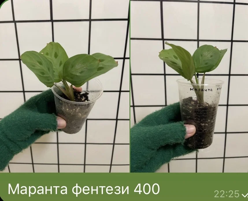 Маранта фентези - изображение 1