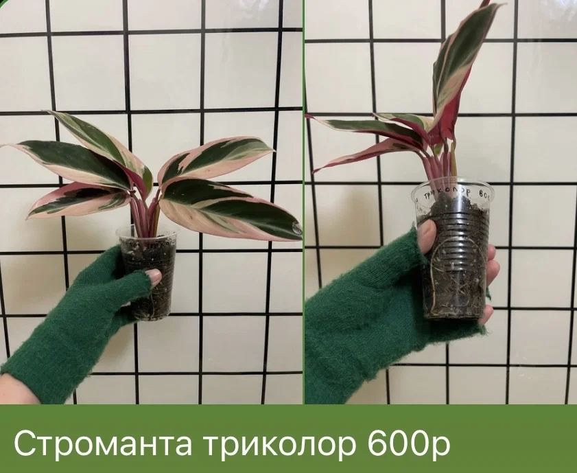 Строманта триколор - изображение 1