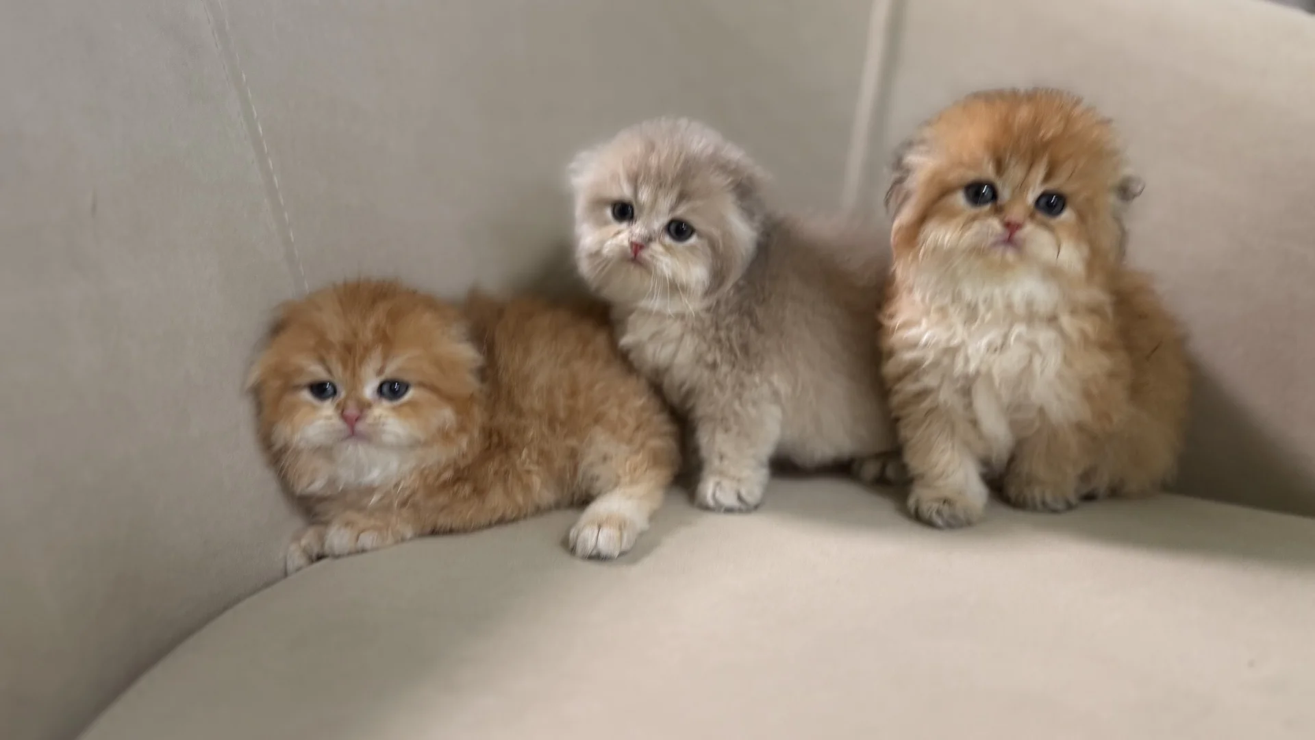 Шотландские  котята - миниатюра 3
