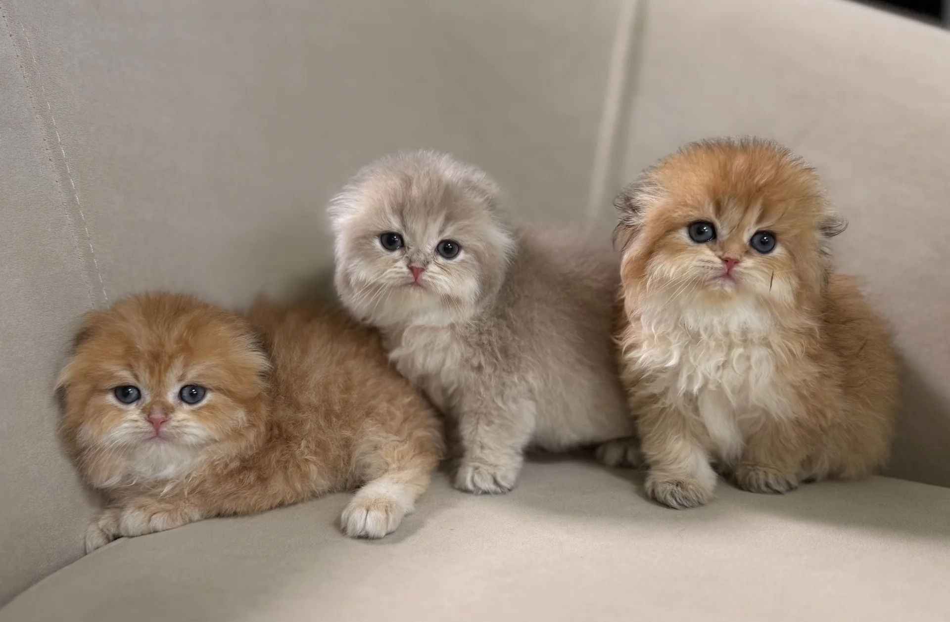 Шотландские  котята - миниатюра 4