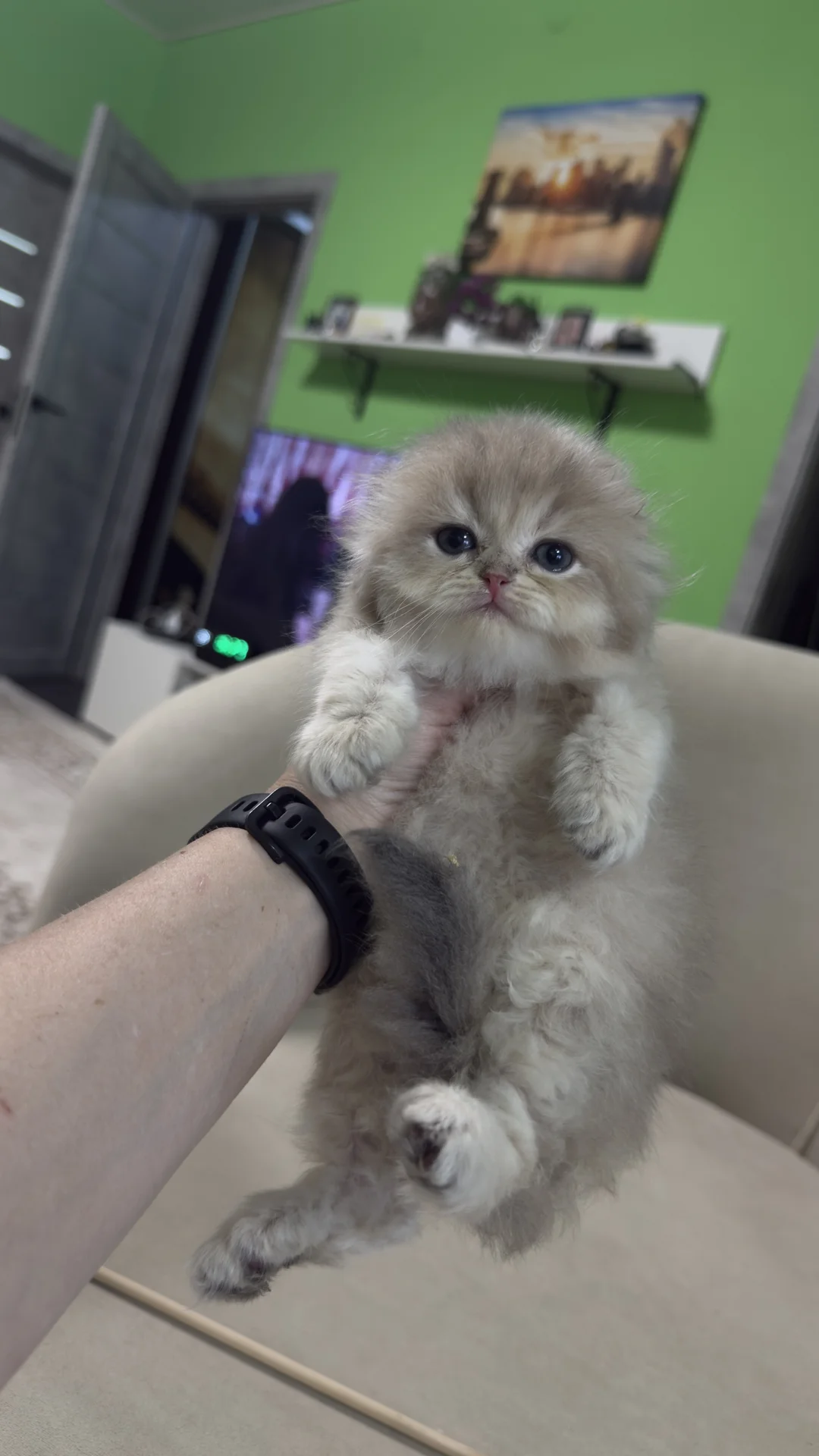 Шотландские  котята - миниатюра 9