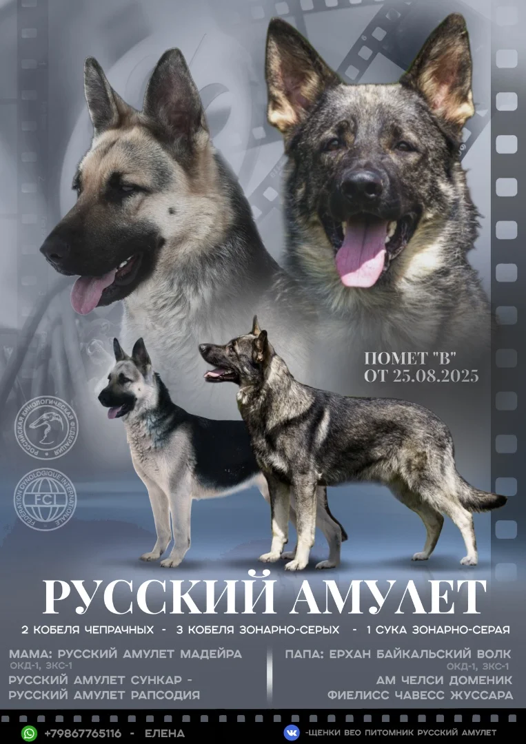 Восточноевропейская овчарка - миниатюра 5