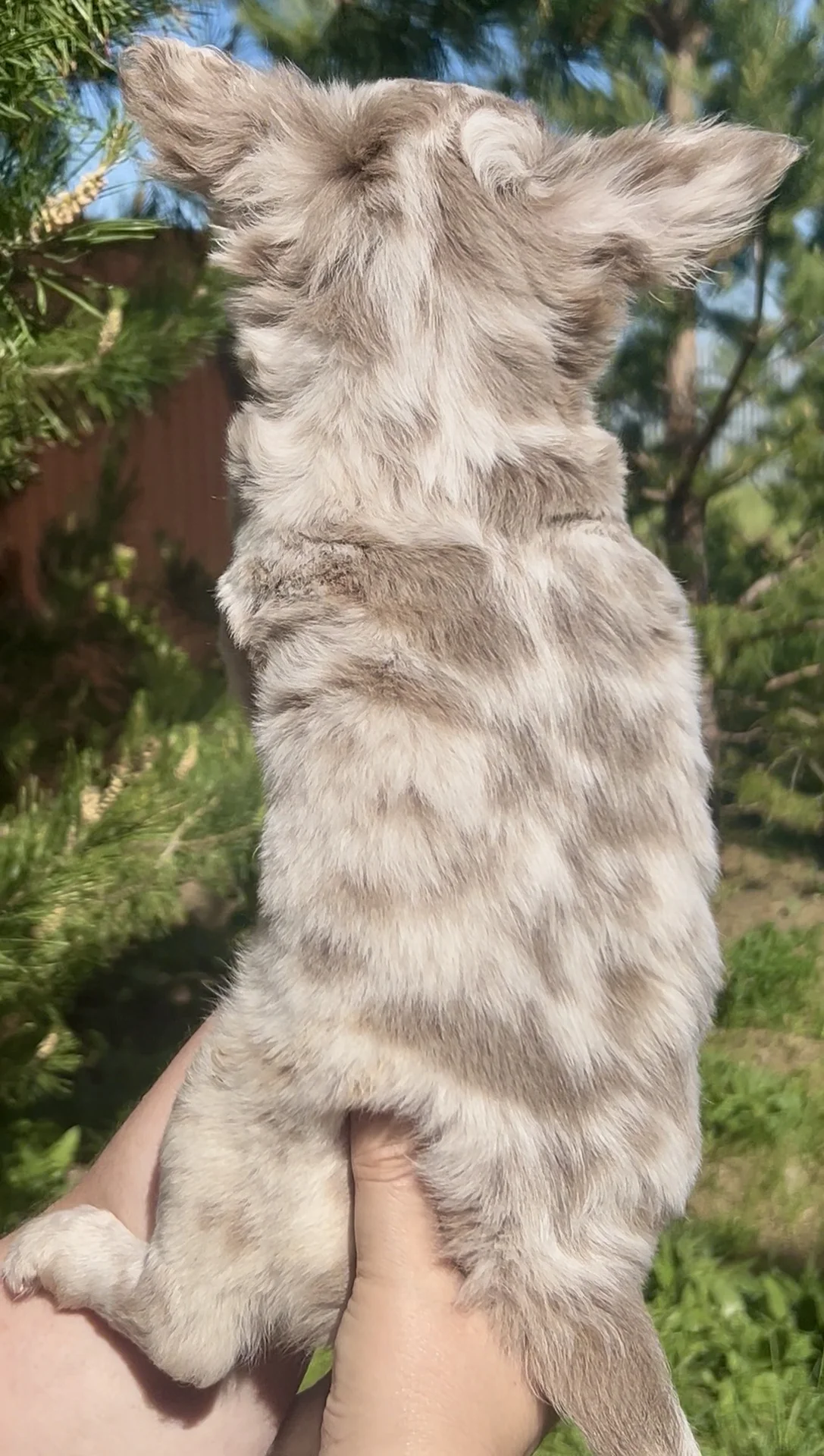 Мраморный щенок чихуахуа
