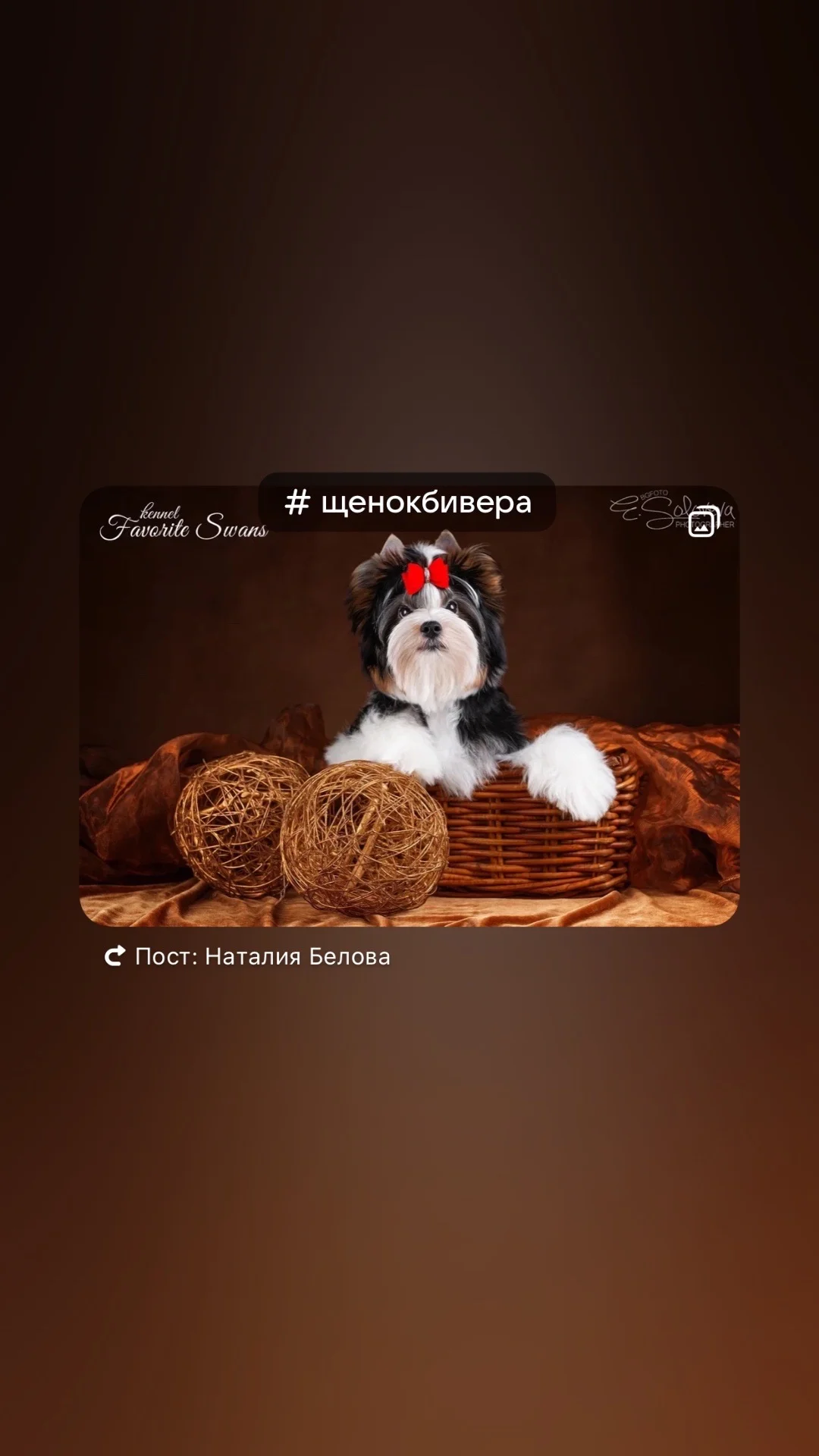 Продается щенок бивера - изображение 1