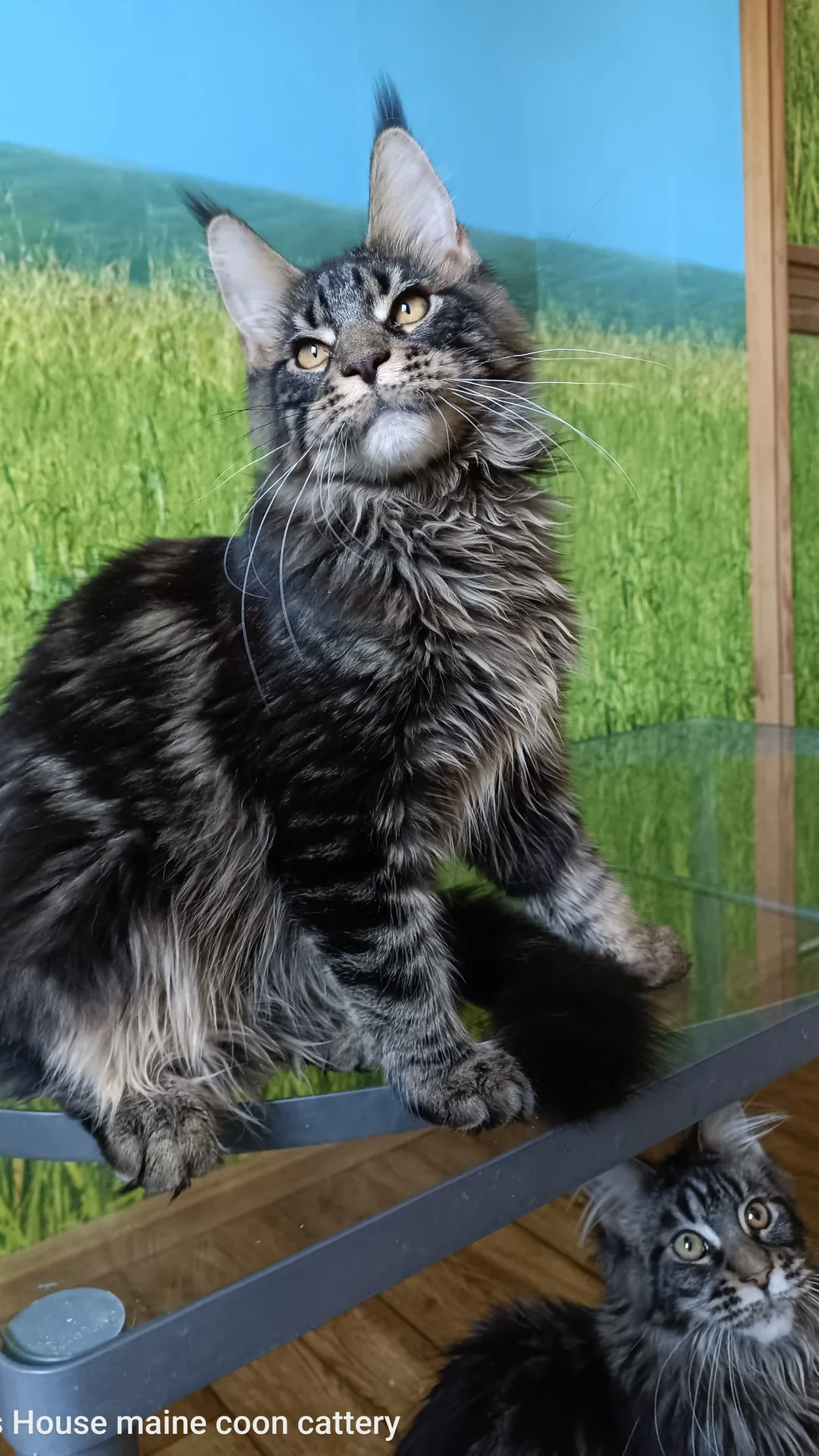 Котята мейн-куна из питомника - изображение 1