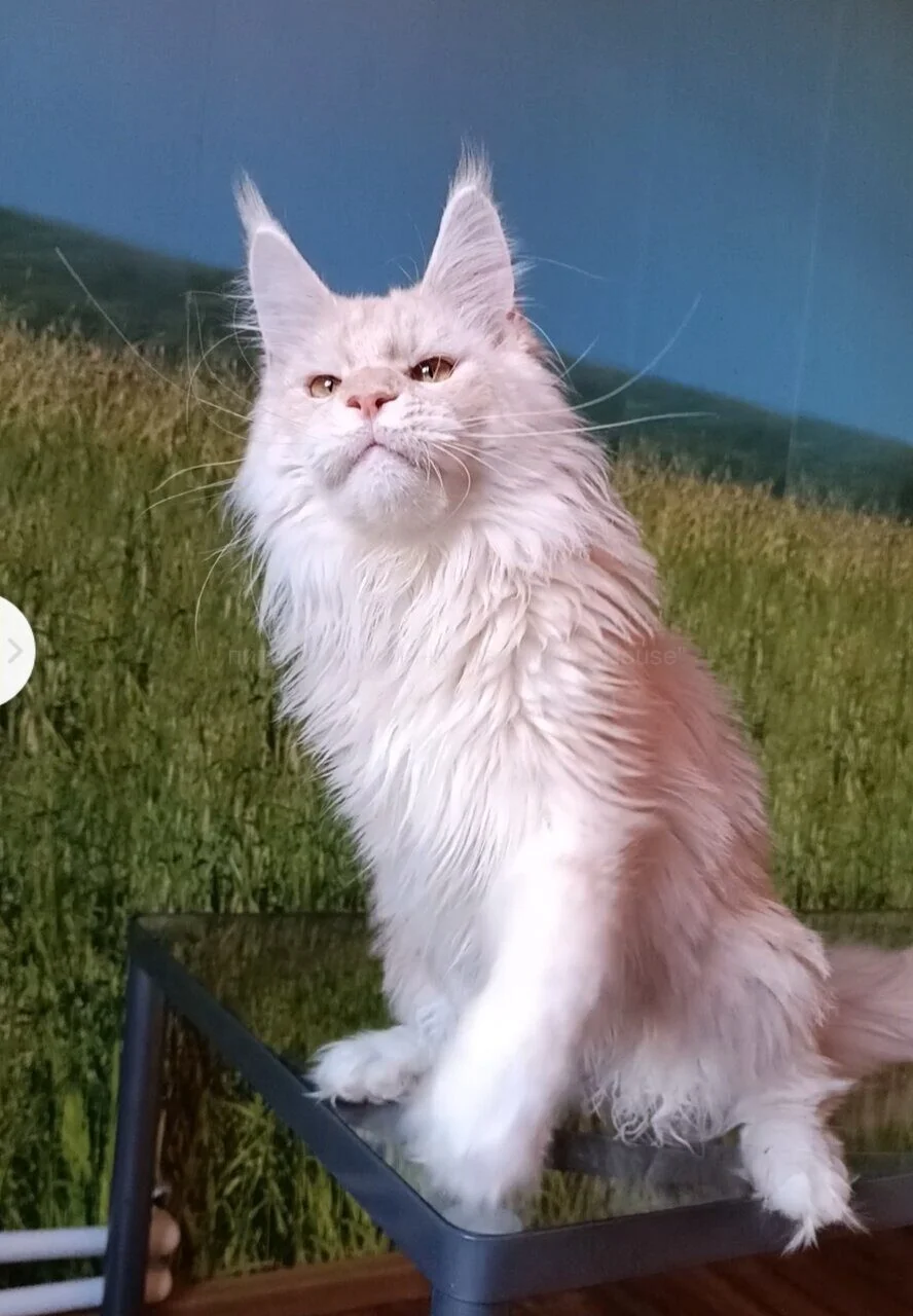 Котята мейн-куна из питомника - миниатюра 3