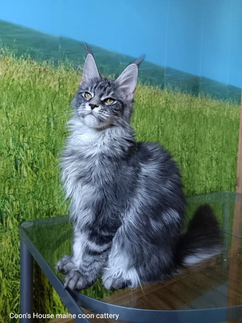 Котята мейн-куна из питомника - миниатюра 4