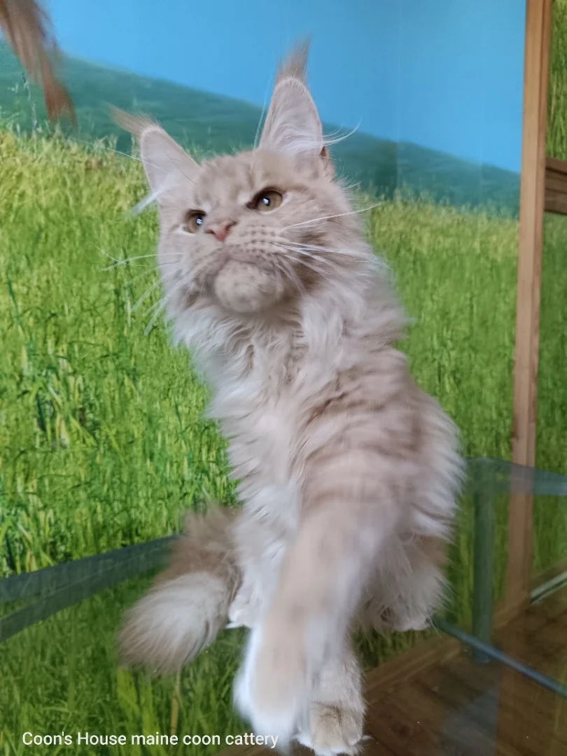 Котята мейн-куна из питомника - миниатюра 5