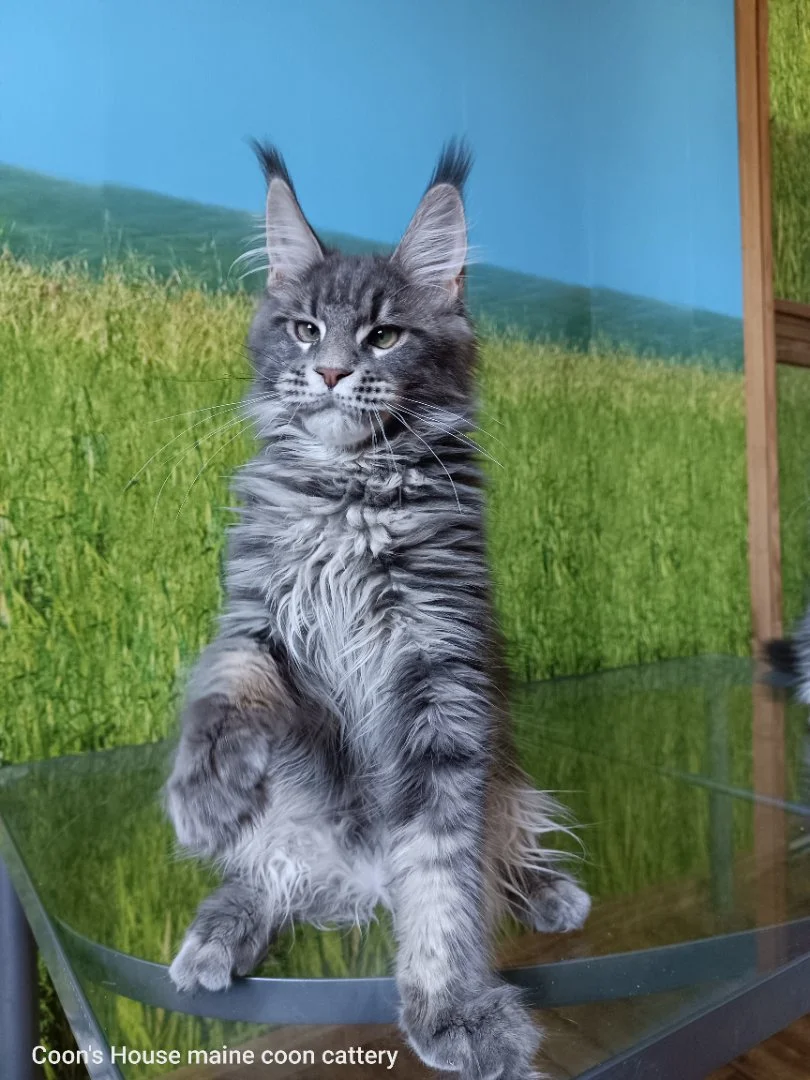 Котята мейн-куна из питомника - миниатюра 6