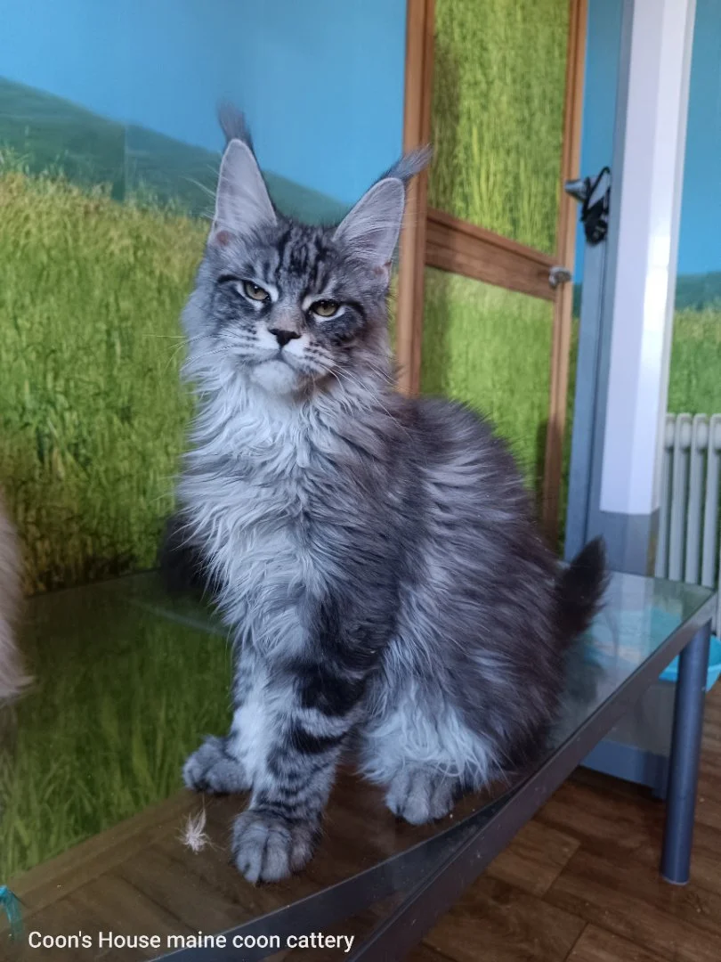 Котята мейн-куна из питомника - миниатюра 7