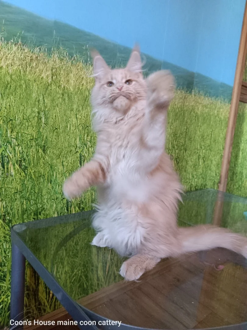 Котята мейн-куна из питомника - миниатюра 8