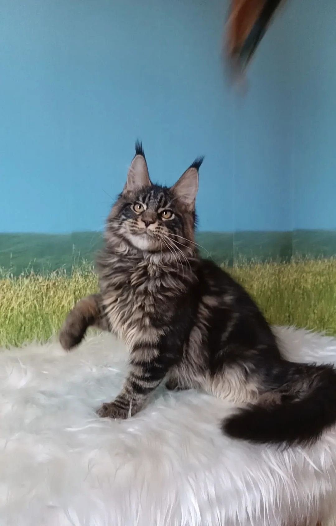 Котята мейн-куна из питомника - миниатюра 9