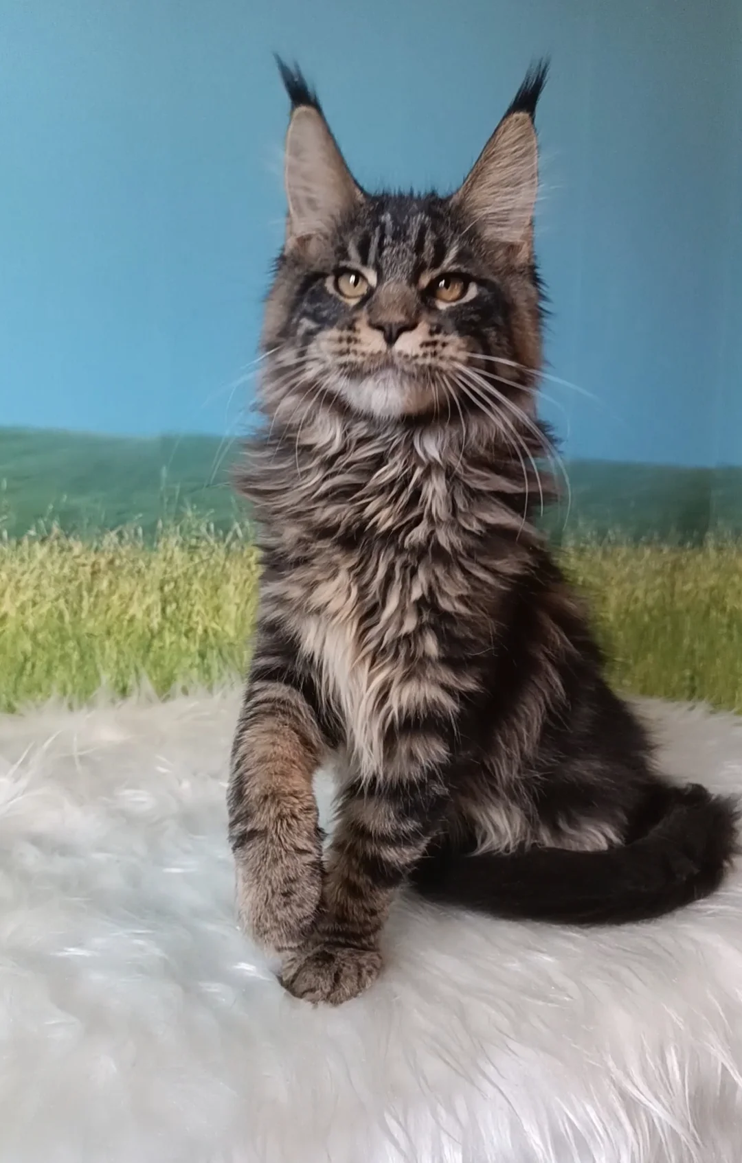 Котята мейн-куна из питомника - миниатюра 10