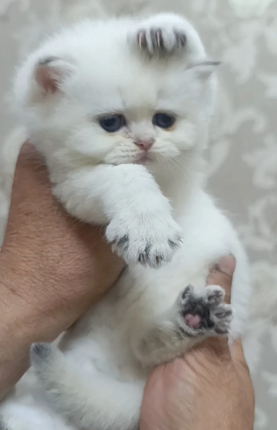 Шотландские котята - миниатюра 2